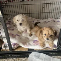 🐾 buddy  🐾 , a male Maltese and Yorkshire Terrier for sale in Hesperia, CA – Photo 5 of 8