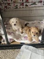 🐾  blue eyes 🐾 , a male Morkie for sale in Hesperia, CA – Photo 3 of 7