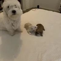 🐾 buddy  🐾 , a male Maltese and Yorkshire Terrier for sale in Hesperia, CA – Photo 6 of 8