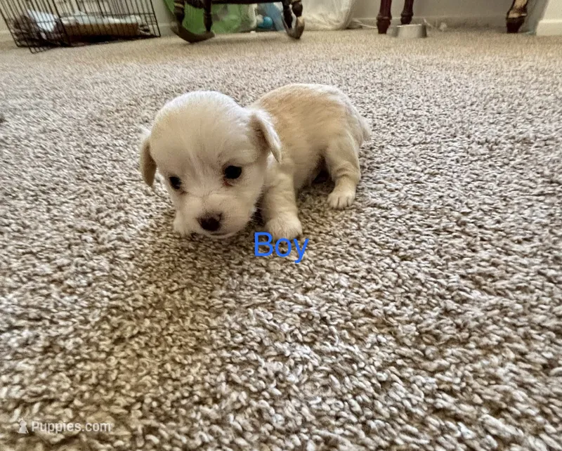 Puppy D – Chihuahua, Maltese puppy for sale in Hesperia, CA