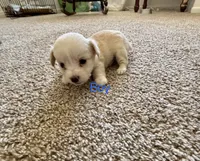 Puppy D, a female Chihuahua and Maltese for sale in Hesperia, CA – 1 of 6