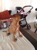 🦖REX 🦖, a male Boxer and American Pit Bull Terrier for sale in Apple Valley, CA – 7 of 7