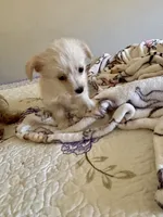 🐾 Rex 🐾 , a male Chihuahua and Maltese for sale in Hesperia, CA – 2 of 10