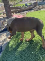 🌺flower 🌸, a female Doberman Pinscher for sale in Hesperia, CA – 2 of 9