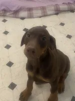 Georgia, a female Doberman Pinscher for sale in Hesperia, CA – 2 of 6