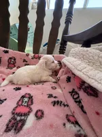 Puppy A, a male Chihuahua and Maltese for sale in Hesperia, CA – 2 of 4