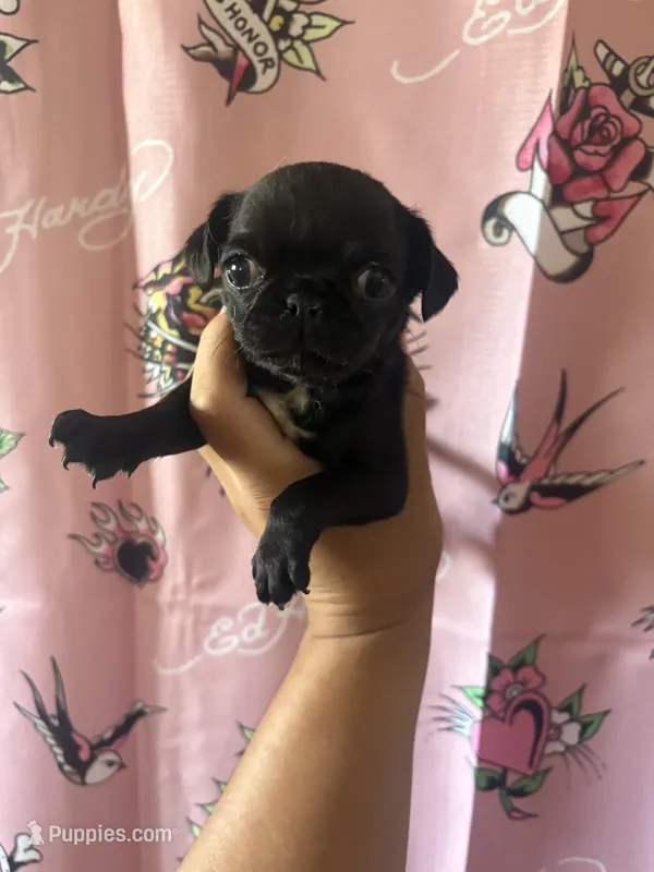 C – Pug puppy for sale in Hesperia, CA