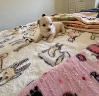 Puppy E, a female Chihuahua and Maltese for sale in Hesperia, CA – 3 of 6