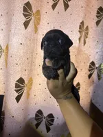 A, a male Pug for sale in Hesperia, CA – 1 of 3
