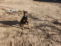 🌺flower 🌸, a female Doberman Pinscher for sale in Hesperia, CA – 9 of 9