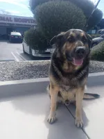 ⭐️ star 🌟 💫 🌺 , a female German Shepherd Dog and Cane Corso for sale in Hesperia, CA – Photo 6 of 6