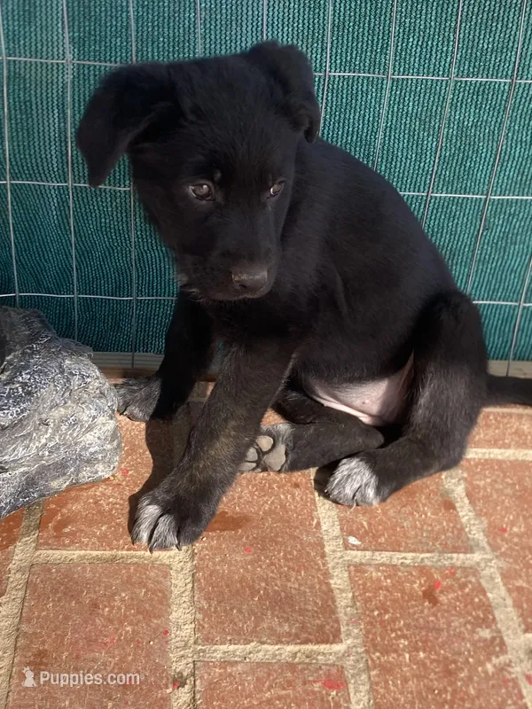 ⭐️ star 🌟 💫 🌺 