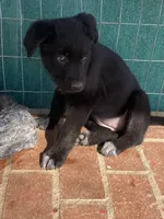 ⭐️ star 🌟 💫 🌺 , a female German Shepherd Dog and Cane Corso for sale in Hesperia, CA – Photo 2 of 6