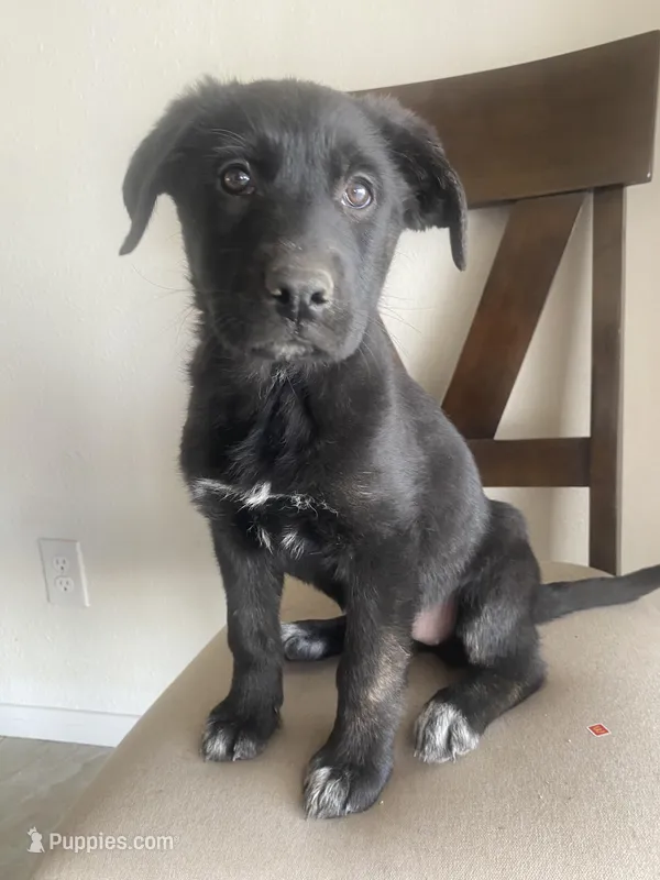 ⭐️ star 🌟 💫 🌺 