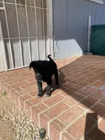 ⭐️ star 🌟 💫 🌺 , a female German Shepherd Dog and Cane Corso for sale in Hesperia, CA – Photo 4 of 6