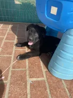 ⭐️ star 🌟 💫 🌺 , a female German Shepherd Dog and Cane Corso for sale in Hesperia, CA – Photo 1 of 6