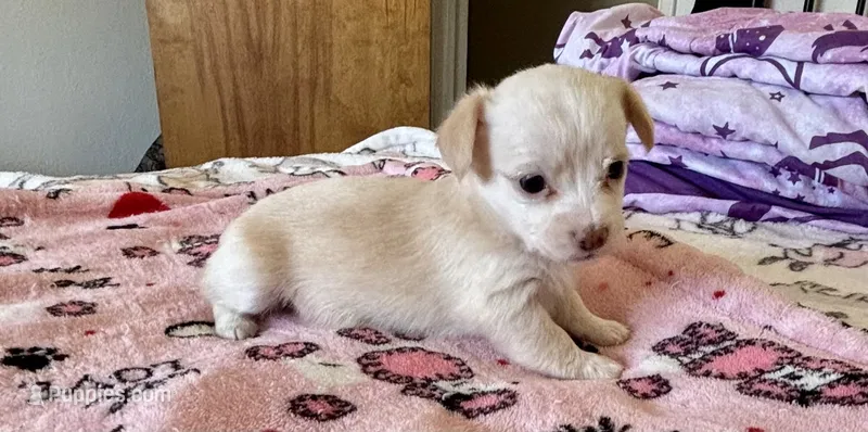 Puppy E – Chihuahua, Maltese puppy for sale in Hesperia, CA