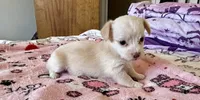 Puppy E, a female Chihuahua and Maltese for sale in Hesperia, CA – 2 of 6