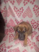 🌺 Dakota 🌺 , a female German Shepherd Dog and Cane Corso for sale in Hesperia, CA – Photo 7 of 10