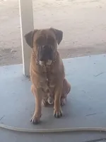 🌺 Dakota 🌺 , a female German Shepherd Dog and Cane Corso for sale in Hesperia, CA – Photo 6 of 10