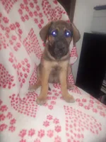 🌺 Dakota 🌺 , a female German Shepherd Dog and Cane Corso for sale in Hesperia, CA – Photo 2 of 10