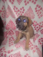 🌺 Dakota 🌺 , a female German Shepherd Dog and Cane Corso for sale in Hesperia, CA – Photo 5 of 10