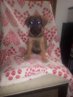 🌺 Dakota 🌺 , a female German Shepherd Dog and Cane Corso for sale in Hesperia, CA – Photo 4 of 10