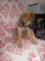 🌺 Dakota 🌺 , a female German Shepherd Dog and Cane Corso for sale in Hesperia, CA – Photo 3 of 10