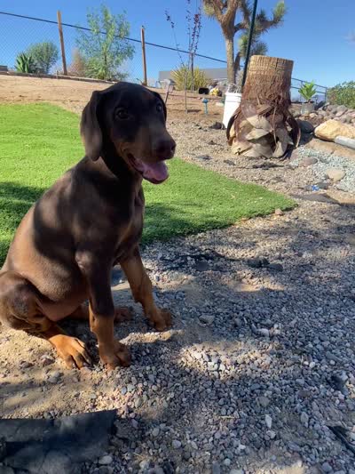 🌺flower 🌸, a female Doberman Pinscher for sale in Hesperia, CA – 7 of 9