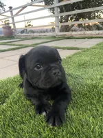 🐾 rocky 🐾 , a male French Bulldog and Pug for sale in Hesperia, CA – 4 of 7