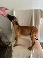 Maleficent 🖤❤️, a female Belgian Malinois for sale in Hesperia, CA – 2 of 3