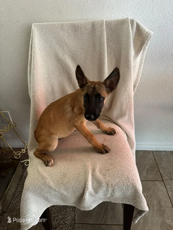 Ursula🐙🐙💜💜 – Belgian Malinois puppy for sale in Hesperia, CA