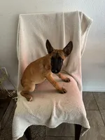 Ursula🐙🐙💜💜, a female Belgian Malinois for sale in Hesperia, CA – 1 of 3
