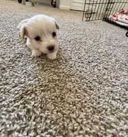 Puppy B, a male Chihuahua and Maltese for sale in Hesperia, CA – 4 of 6
