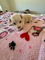 Puppy D, a female Chihuahua and Maltese for sale in Hesperia, CA – 3 of 6