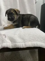 processed/aaed250e-849f-492c-ab14-ebdd29ad3130/listing/bf00e94e-c029-45fb-a787-10ab28b55739/52ea5b7a-c4b9-4e0c-9391-e28d6879dcb1