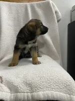 processed/aaed250e-849f-492c-ab14-ebdd29ad3130/listing/bf00e94e-c029-45fb-a787-10ab28b55739/ef338d52-4b7d-4eac-85c7-98017b5afec0