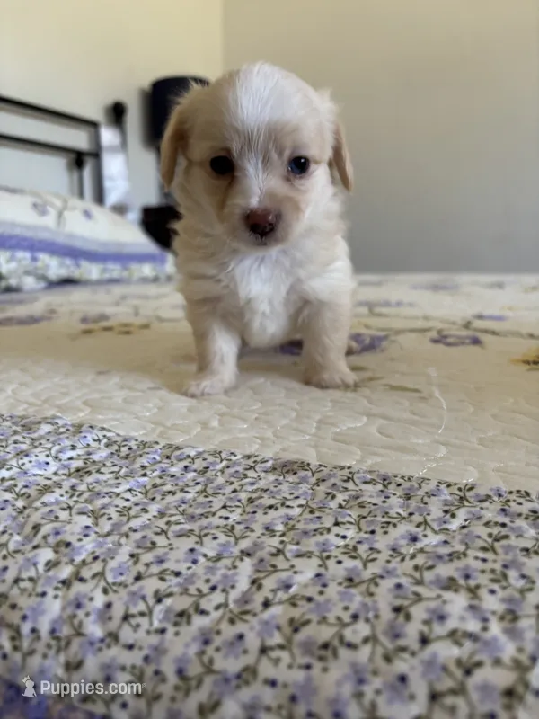 Puppy D – Chihuahua, Maltese puppy for sale in Hesperia, CA