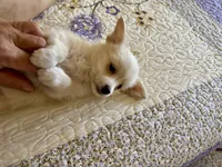 🐾 Rex 🐾 , a male Chihuahua and Maltese for sale in Hesperia, CA – 7 of 10