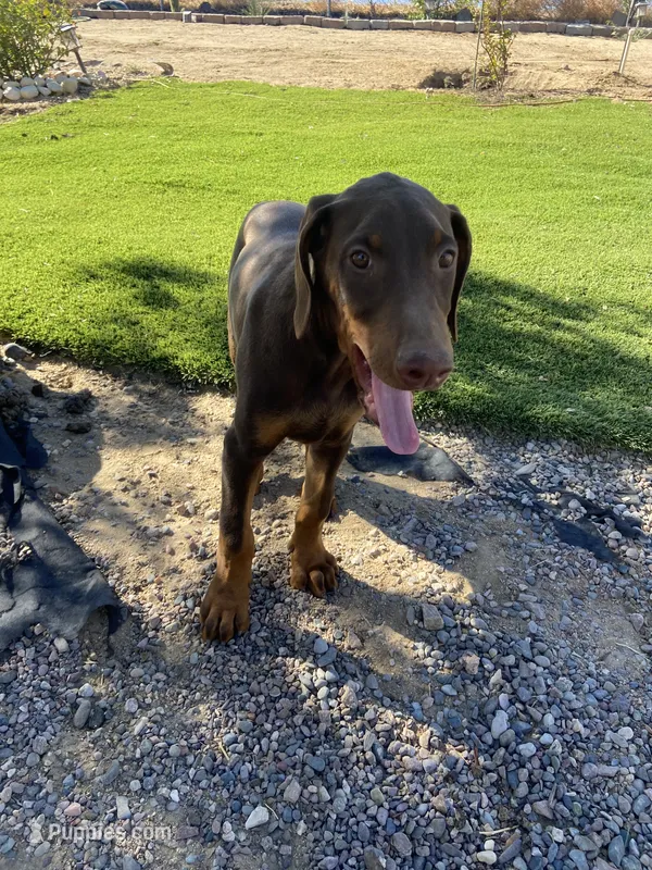 🌺flower 🌸 – Doberman Pinscher puppy for sale in Hesperia, CA
