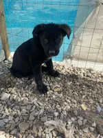 🌹 rose 🌹 , a female German Shepherd Dog and Cane Corso for sale in Hesperia, CA – Photo 2 of 6