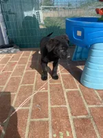 🌹 rose 🌹 , a female German Shepherd Dog and Cane Corso for sale in Hesperia, CA – Photo 4 of 6