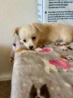 🐾 Rex 🐾 , a male Chihuahua and Maltese for sale in Hesperia, CA – 8 of 10