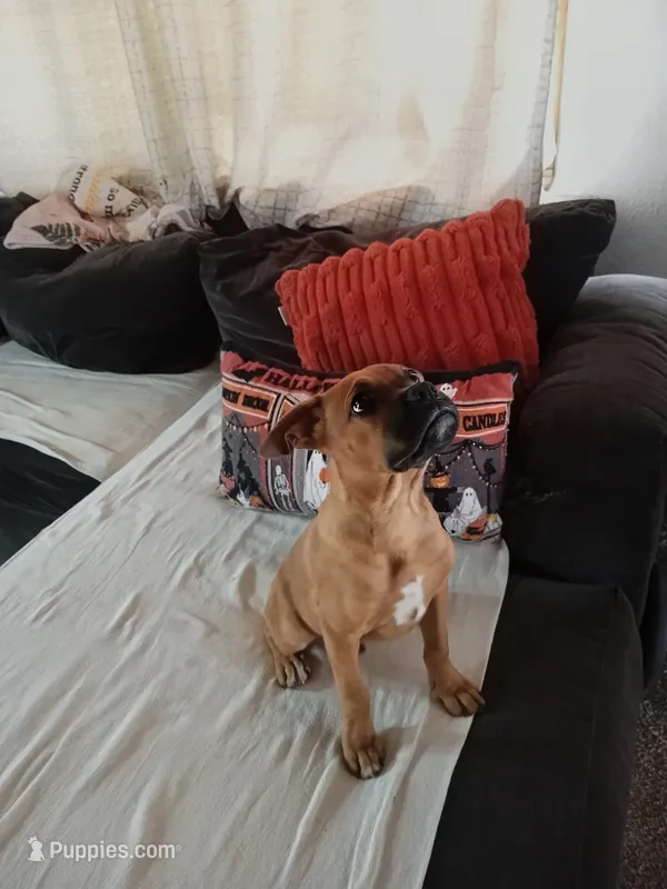 🦖 REX 🦖 – Boxer puppy for sale in Apple Valley, CA