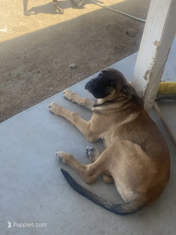 Sugar  – German Shepherd Dog, Cane Corso puppy for sale in Hesperia, CA