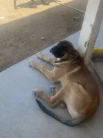 Sugar , a female German Shepherd Dog and Cane Corso for sale in Hesperia, CA – 1 of 5