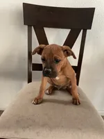 🦖 REX 🦖, a male Boxer for sale in Hesperia, CA – 10 of 10