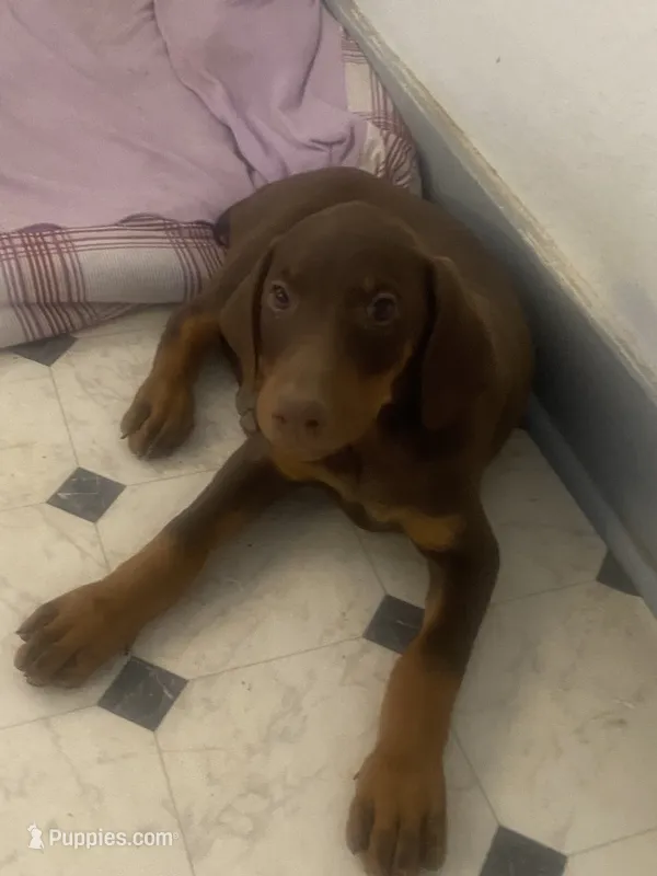 Georgia – Doberman Pinscher puppy for sale in Hesperia, CA