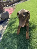 🌺flower 🌸, a female Doberman Pinscher for sale in Hesperia, CA – 6 of 9