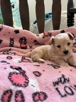 Puppy c, a male Chihuahua and Maltese for sale in Hesperia, CA – 3 of 6
